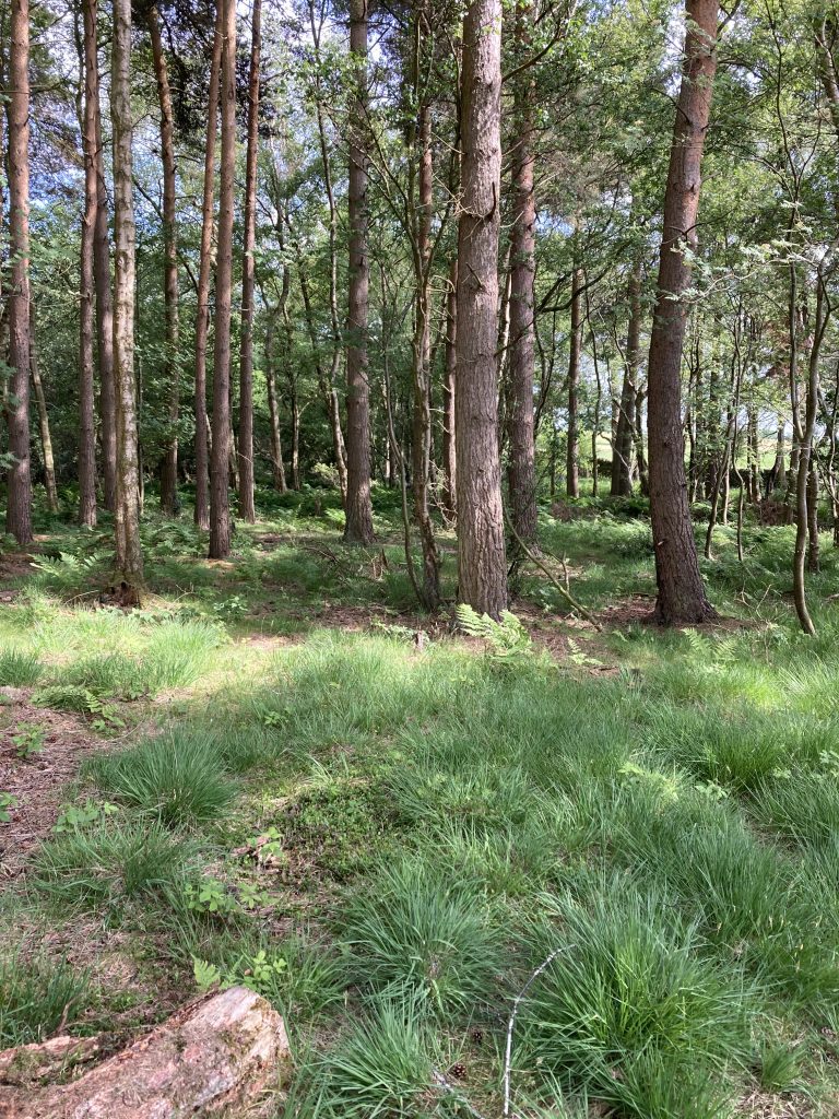 Lumley Moor woodlands (Muff Upsall)