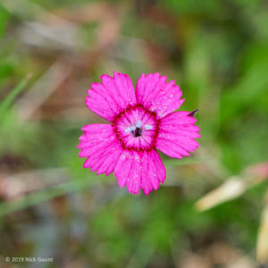 Maiden Pink (Dianthus deltoides)
