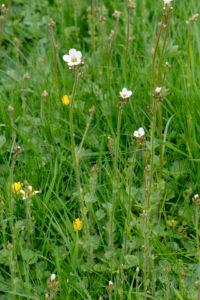 Meadow Saxifrage, Eggleston Abbey, 11/5/2018 (Nigel Harcourt-Brown)