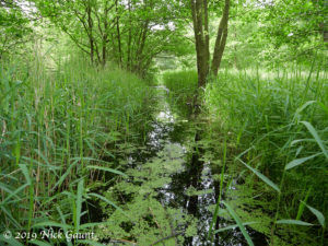 Mediaeval ditch, Askham Bog