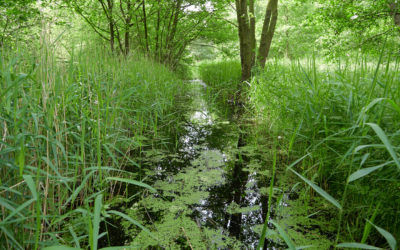 Askham Bog Nature Reserve, Tuesday 18th June 2019