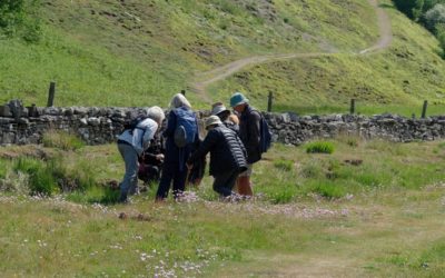 Botanical Field Trip to Wensleydale