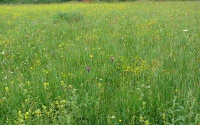 Moor End Meadow, Staveley
