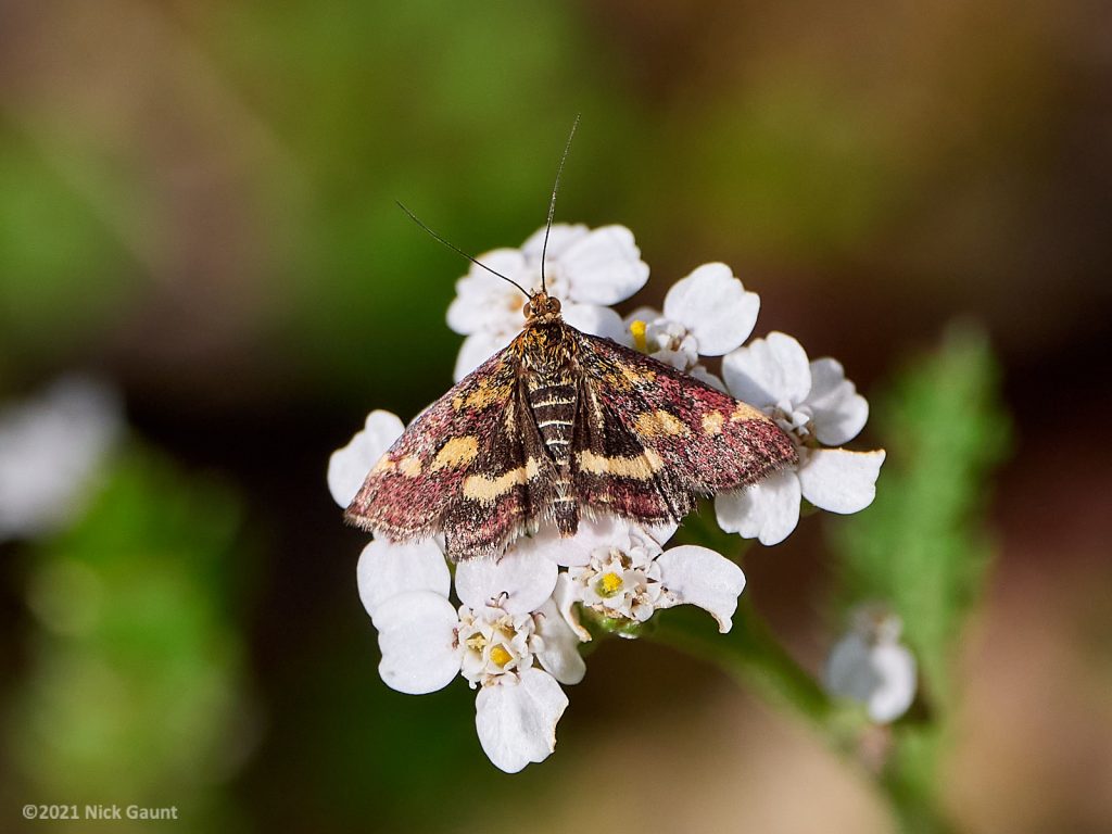 Moth