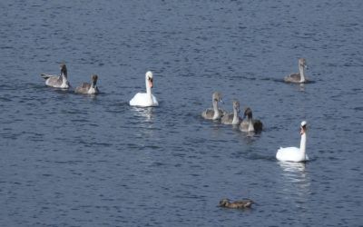 Old Moor RSPB Reserve