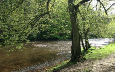 Nidd Gorge