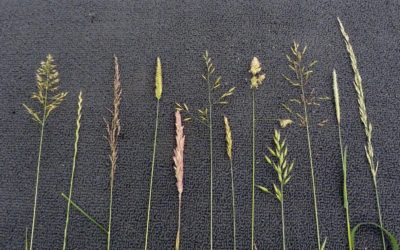 Grasses, Sedges and Rushes at Staveley Nature Reserve, Friday 6 July 2018