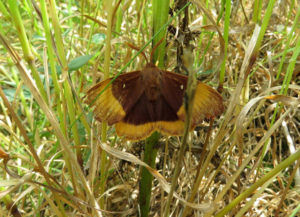 Oak Eggar Mike Smithson
