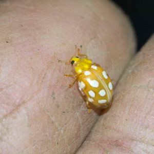 Orange Ladybird (Halyzia 16-guttata), Nigel Harcourt-Brown