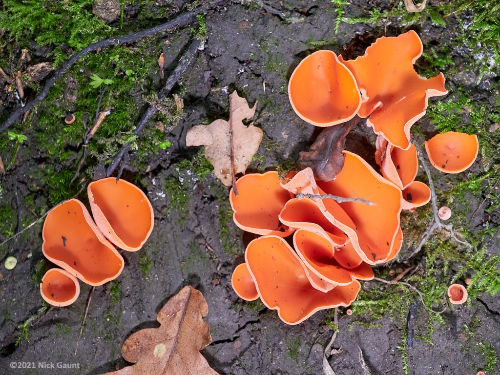 Orange Peel Fungus (Aleuria aurantia)