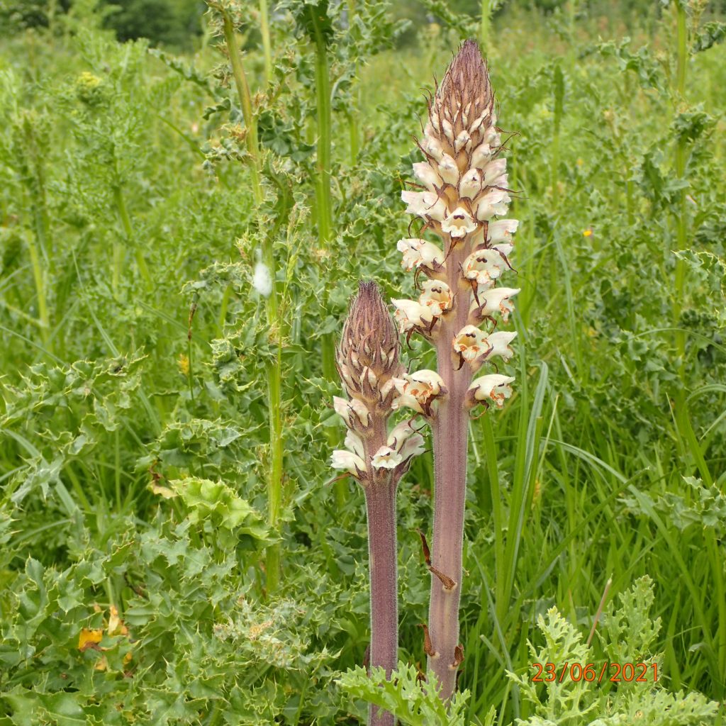 Thistle Broomrape