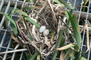 Moorhen's nest (Peter Thomson)