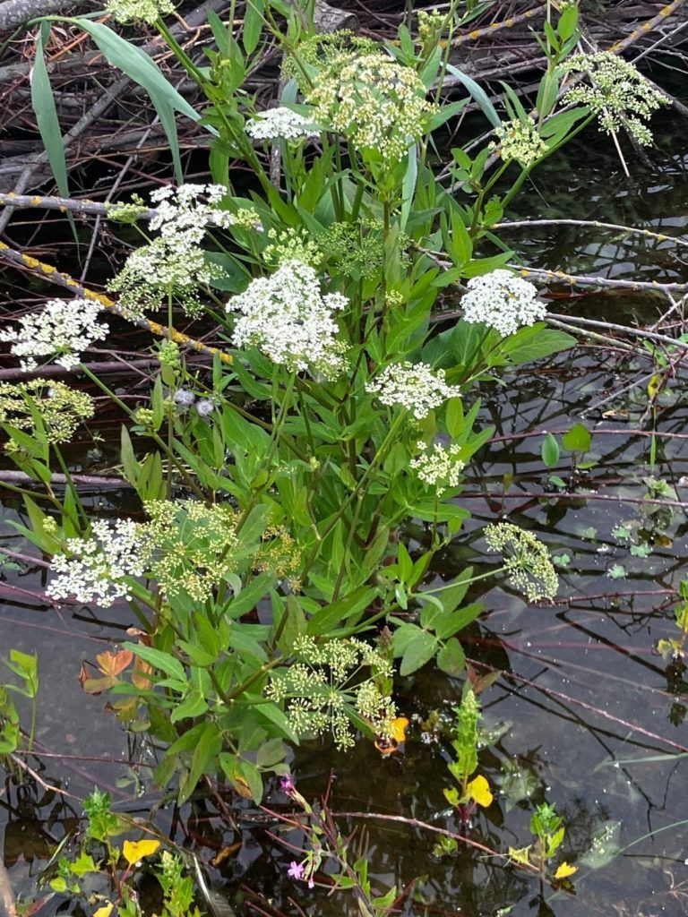 Greater Water Parsnip