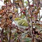 Pallas' Warbler Peter Thomson