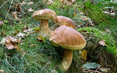 Washburn Valley Fungus Foray