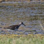 Wood Sandpiper Peter Thomson