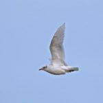 Mediterranean Gull  Peter Thomson