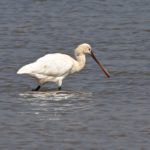 Spoonbill Peter Thomson
