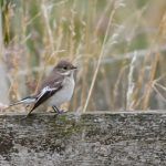 Pied Flycatcher