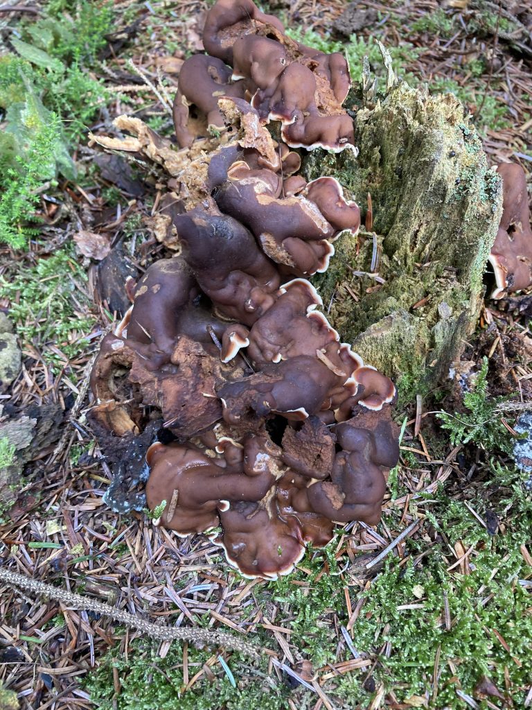 Pine Firefungus (Rhizina undulata)