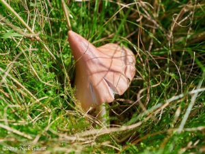 Ballerina or Pink Waxcap (Hygrocybe calyptriformis)