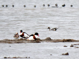Pintail and Shelduck (Nick Gaunt)