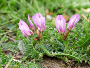 Purple Milk-vetch (Astragalus danicus)