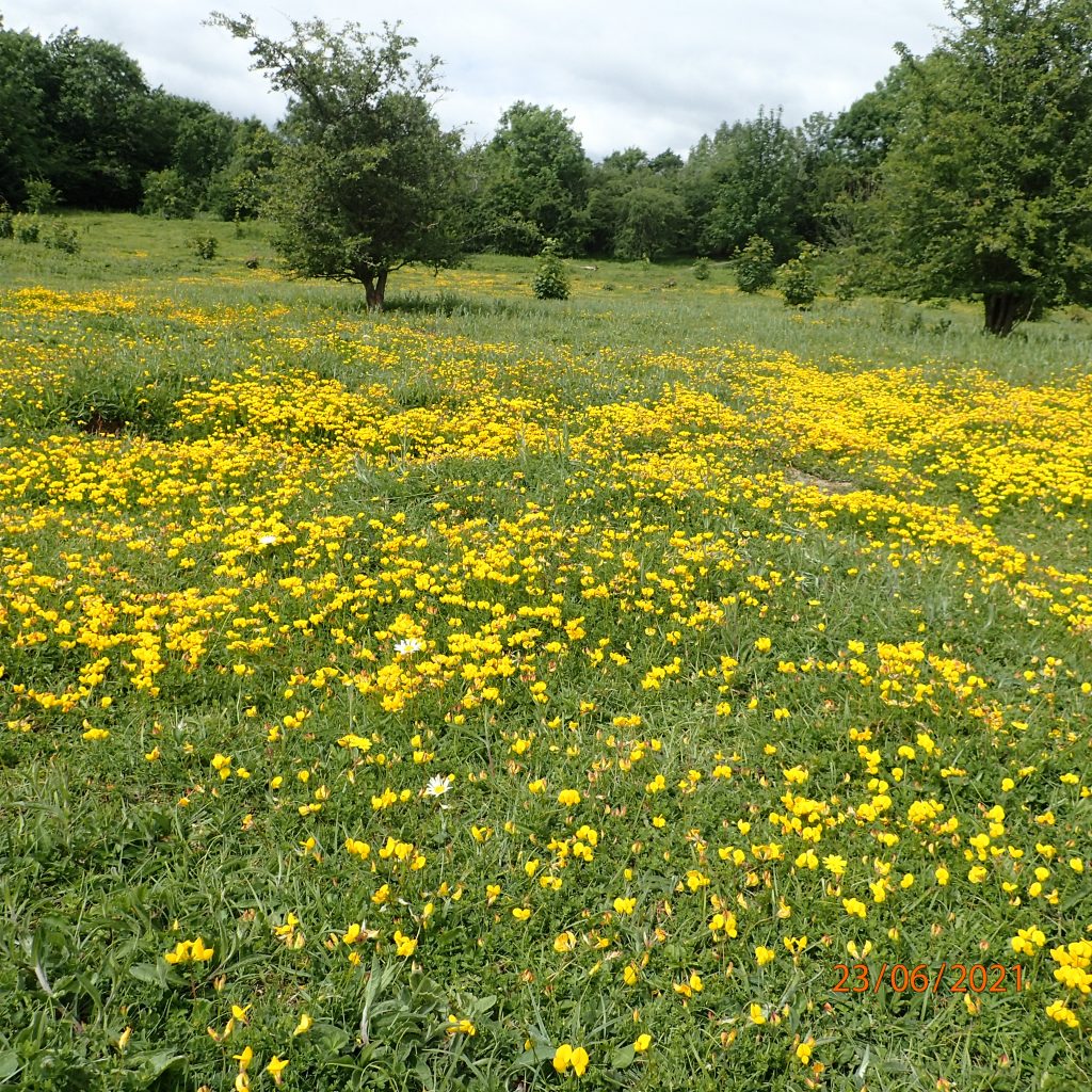Quarry Moor meadow