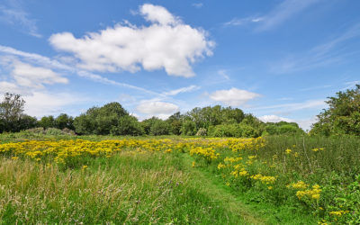 Quarry Moor Nature Reserve