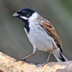 Reed Bunting