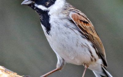 Fairburn Ings and St Aidans –  Tuesday15th March