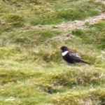 Ring Ouzel  Muff Upsall;