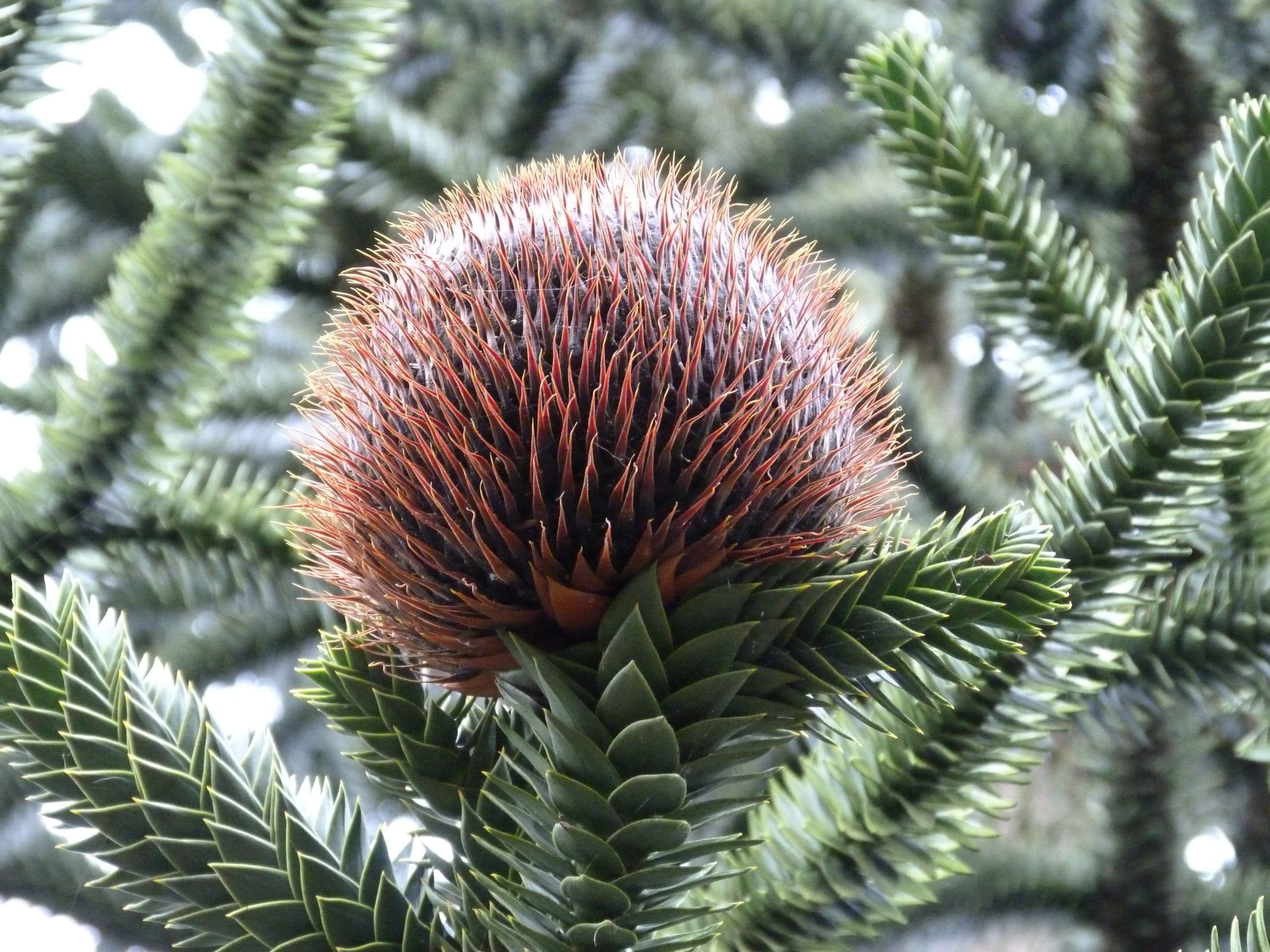 Monkey Puzzle