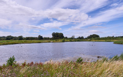 Ripon City Wetlands