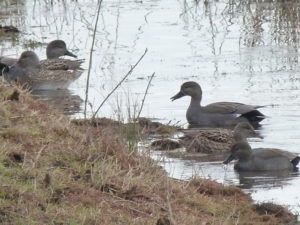 Gadwall pair  Will Rich