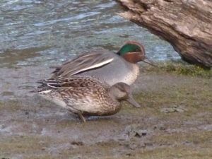 Teal   Will Rich