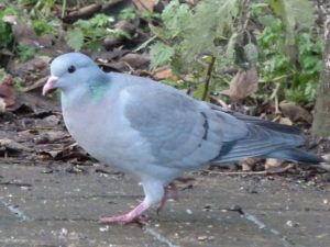 S Yorks Wildfowl 008