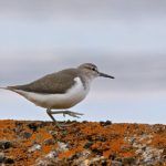 Common Sandpiper Peter Thompson