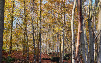 Sandy Bank Wood
