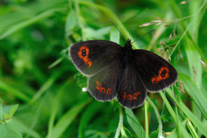 Scotch Argus