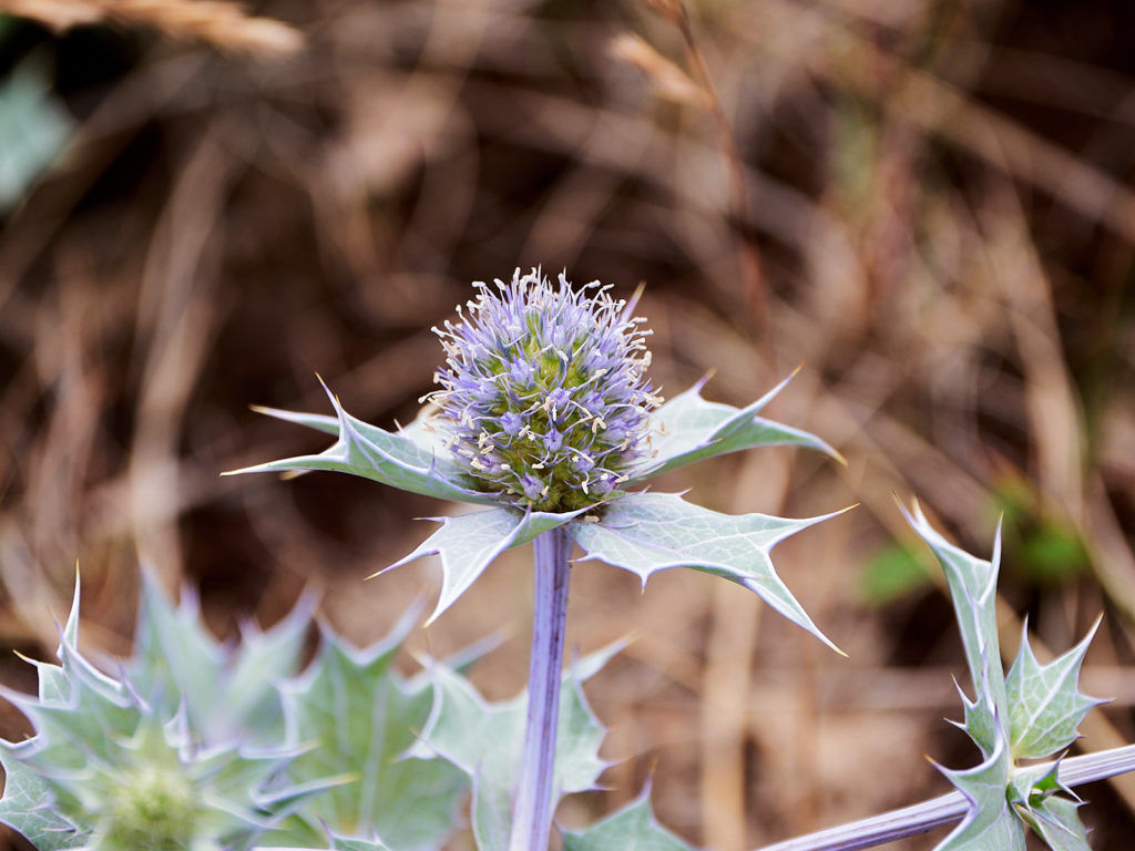 Sea Holly (Eryngium maritimum)