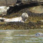 Seal