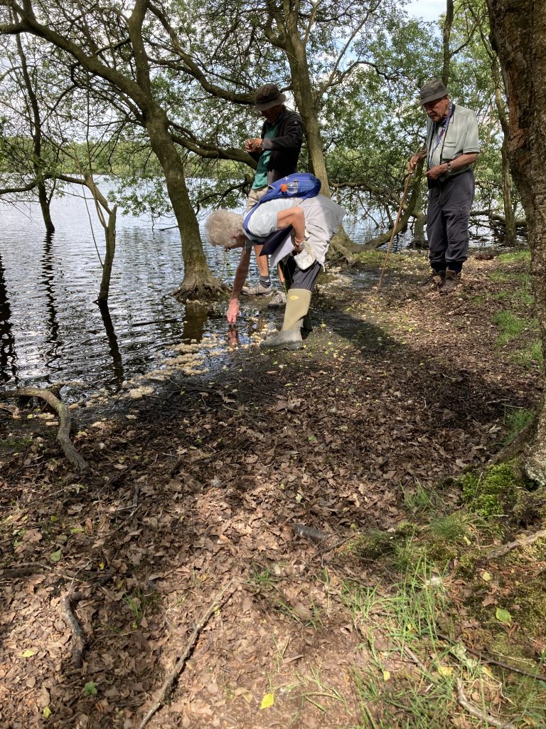 Searching for pillwort (Muff Upsall)