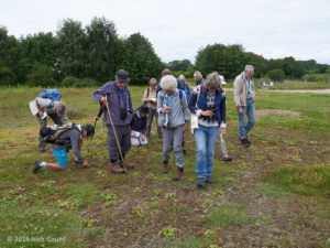Scouring the top car park for smaller flowers