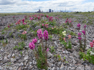 Snapdragon (Antirrhinum majus) on South Gare