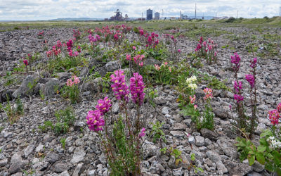 South Gare, Cleveland, Monday 1st July 2019