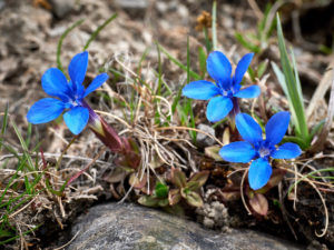 Spring Gentian, Upper Teesdale, 11/5/2018 (Nick Gaunt)