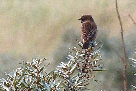 Stonechat