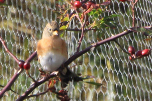 Brambling