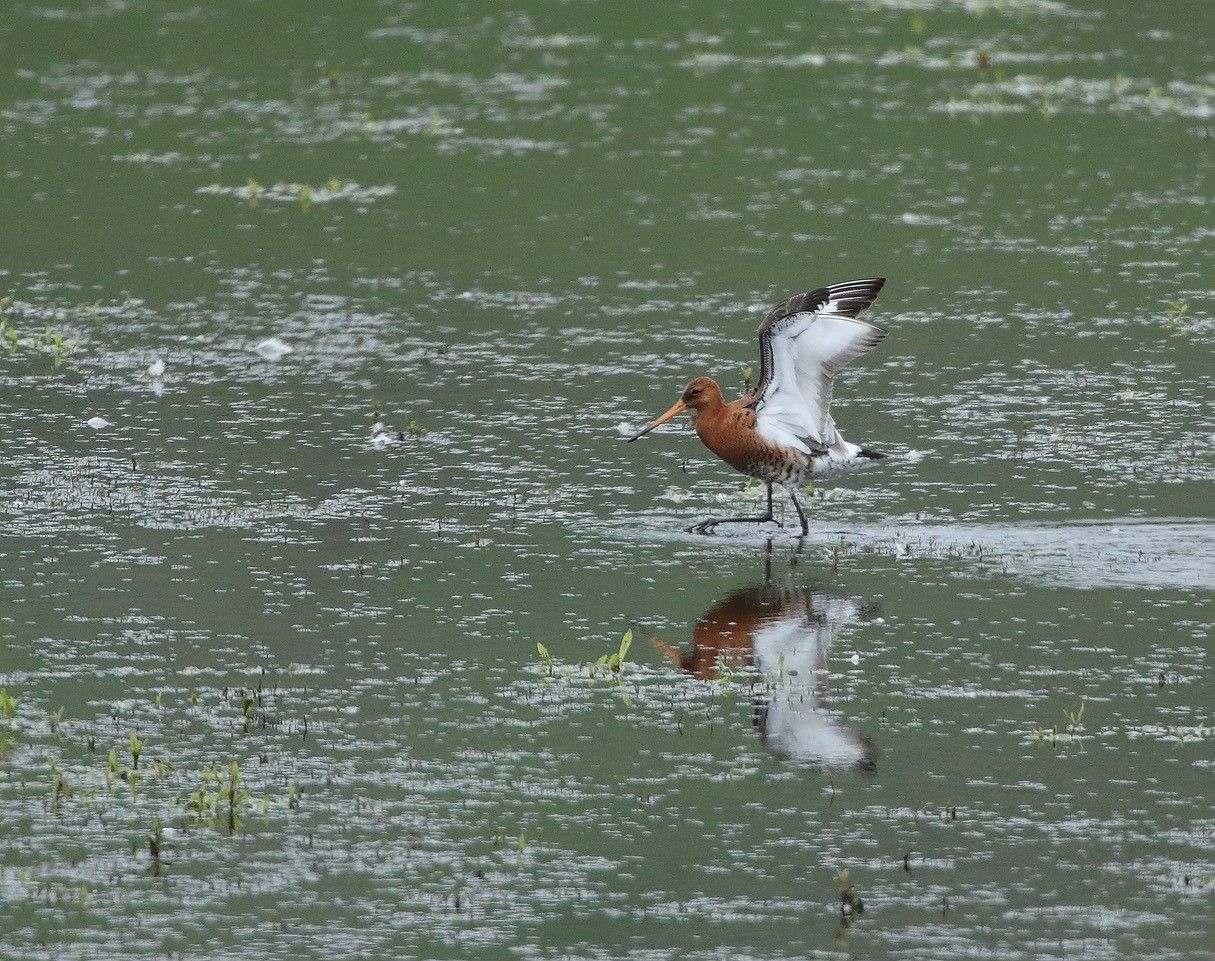 Godwit, Black-tailed